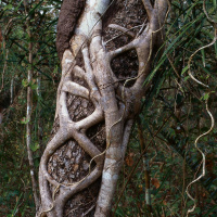 Wie Bäume sich verteidigen - Alles Natur