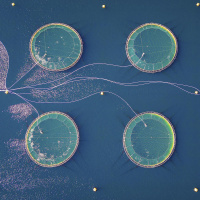 Aquakulturen - Fluch oder Segen?