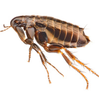 #01 Der Floh - Ungeziefer mit erstaunlichen Fähigkeiten