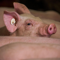 #01 Macht euch die Tiere untertan? - Von der Domestikation zur Massenproduktion