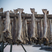 Der Stockfisch - Eine geschichtsträchtige Delikatesse