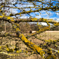 Flechten - Phänomenale Überlebenskünstler