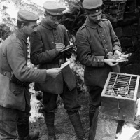 Tiere als Waffe - Von gefiederten Helden und tödlichen Vierbeinern