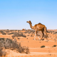 Das Dromedar - Überlebenskünstler und Luxusrenntier