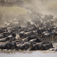 Warum wandern Tiere? Alles Natur