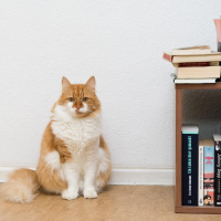 Tiere verstehen? - Zwischen Deutung und Forschung