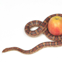 #01 Adam und Eva - Deutungen eines Mythos