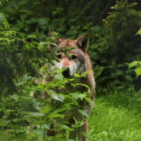 Rewilding - Das Ökokonzept mit der Wildnis