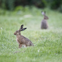 Der Saum der Landschaft - Was existiert zwischen Feld, Bach und Wald?