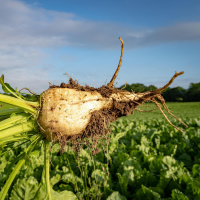 Zuckerrübe - Süß und voller Geschichte