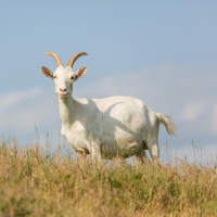 Ziegen - Weidetiere im Klimawandel