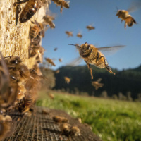 Superorganismen im Tierreich - Alles Natur!