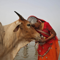Das Tier und die Religion - Mitgeschöpf oder Mahlzeit?