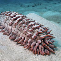 Die Seegurke oder Seewalze - Staubsauger der Meere