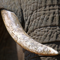 Umweltkriminalität - Milliardengeschäfte mit Wilderei und Raubbau