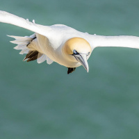 Der Basstölpel - Der Dandy unter den Tölpeln