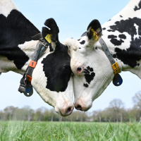 Du kluge Kuh - Das überraschende Sozialverhalten der Kühe