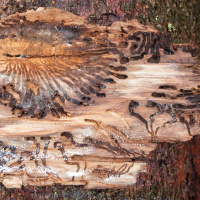 Der Borkenkäfer - Der Schädling, der Trockenheit und Fichten liebt