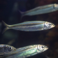 Der Hering - Silber des Meeres