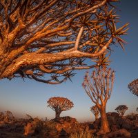 Aufforstung in Afrika - Die grüne Mauer