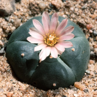 Peyote - Der heilige Kaktus Nordamerikas