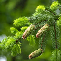 Die Fichte - Immergrün ohne Zukunft?