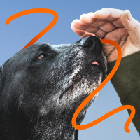 WirTier (3): Underdogs