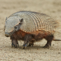 Das Gürteltier - Gepanzerter Sonderling und Superheld des Tierreichs