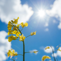 Biomasse - Kontroverse Energiequelle