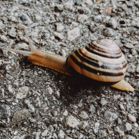 Schnecken - Die starken Schleimer