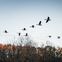 Klimawandel und Wildtierwanderungen - Wenn Tier neue Wege gehen müssen
