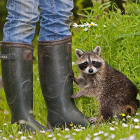 Wildtiermanagement - Wie mit wilden Tieren leben?