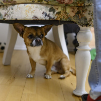 Psychisch kranke Tiere? - Wie Stress Tieren schadet