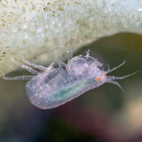 Tiere der Tiefsee - Die unerforschten Geisterwesen