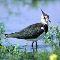 Der Kiebitz - Wenn der Lebensraum Wiese verschwindet
