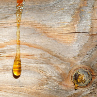 Harze - Das Blut der Bäume