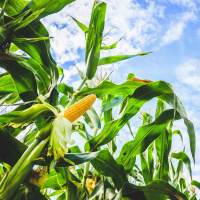 Die umstrittene Vision einer Bioökonomie - Schöne postfossile Welt?