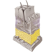 Fettgewebe - Das unbekannte Organ