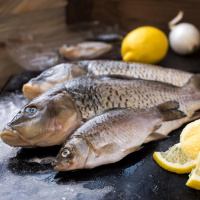 Der Karpfen - Ein traditioneller Speisefisch mit Zukunftschancen