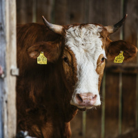 Haben Tiere eine Seele? - Religionen als Anwälte der Tiere