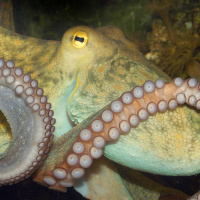 #01 Tierisch bewusst - Denken und empfinden Tiere?