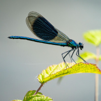 Libellen, die fliegenden Räuber - Alles Natur