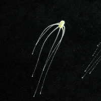 Ein Hauch von Unsterblichkeit - Warum Lebewesen unterschiedlich altern