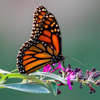Schmetterlinge - Die mit den Füßen schmecken