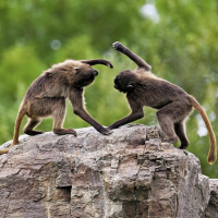 Tierisch witzig! Haben Tiere Humor?