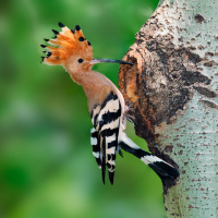 Der Wiedehopf - Der Punk unter den Zugvögeln