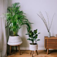 Von Gummibaum bis Yuccapalme - Die Geschichte der Zimmerpflanze