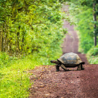 Riesenschildkröten, die letzten ihrer Art? Alles Natur