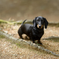 Der Dackel - Auf kurzen Beinen zur Kultfigur