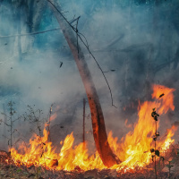 Feuer weltweit - Der normale Ausnahmezustand